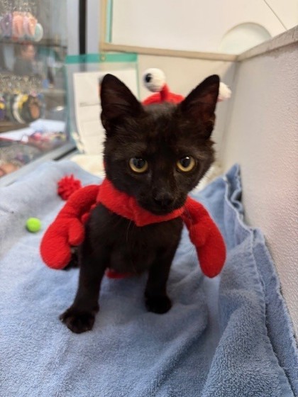 Constantine *Special Needs* 2