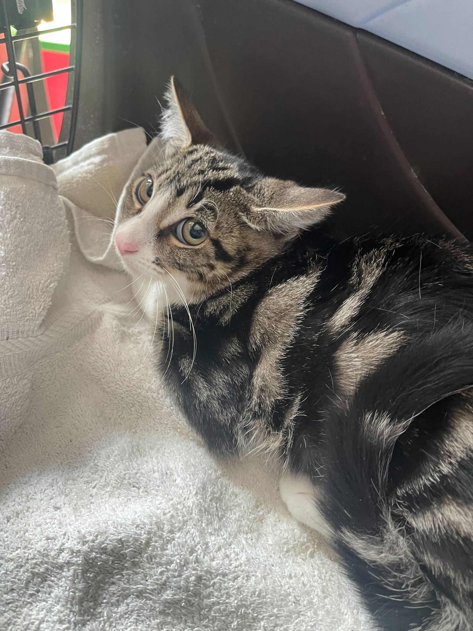 Benny (Bonded with Sky)