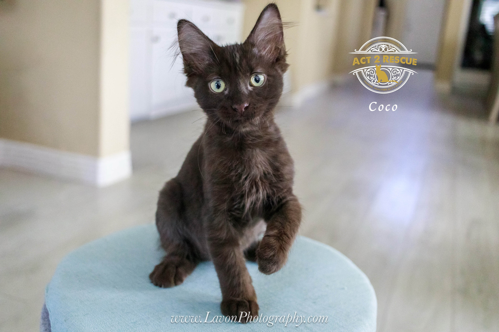 Coco