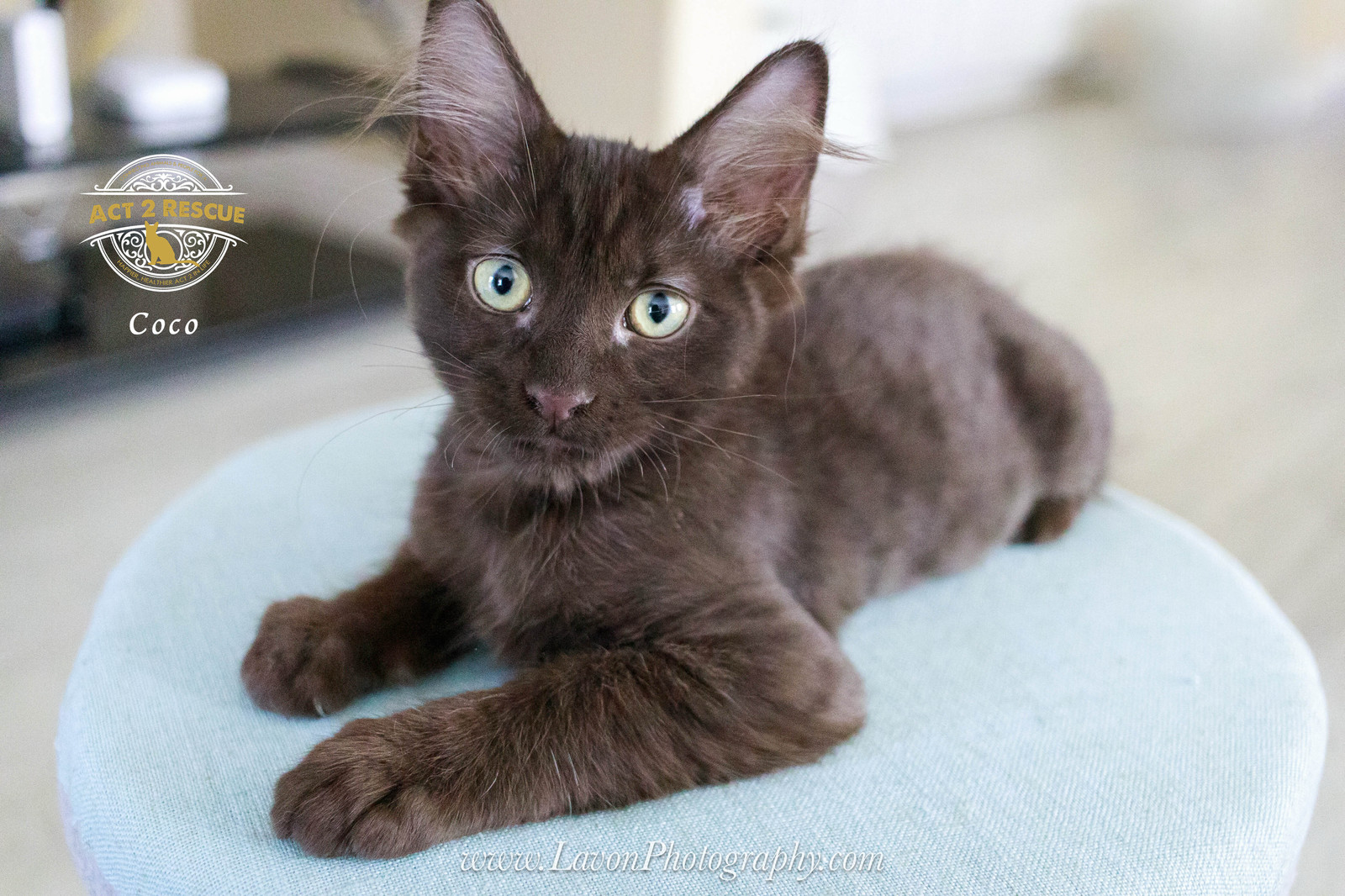 Coco
