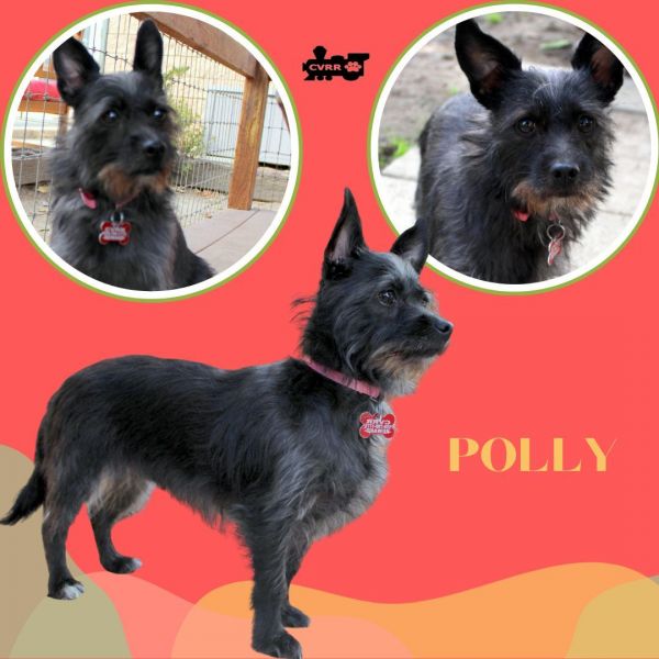 Polly