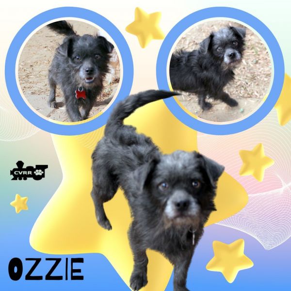 Ozzie