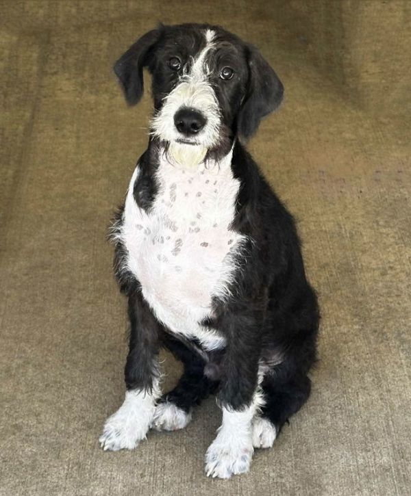 Puppy Falkor thumbnail 2