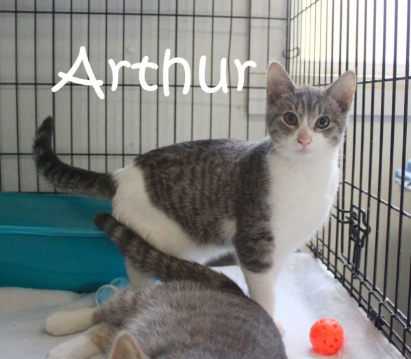 Arthur thumbnail 4