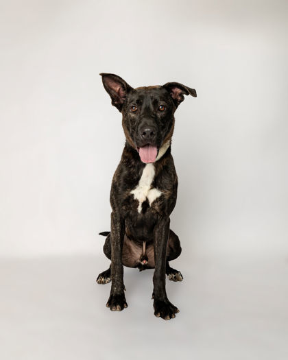 Rubble, an adoptable Dutch Shepherd, Mixed Breed in Harbor Springs, MI, 49740 | Photo Image 1