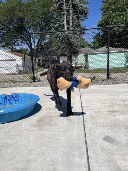 Rubble, an adoptable Dutch Shepherd, Mixed Breed in Harbor Springs, MI, 49740 | Photo Image 2