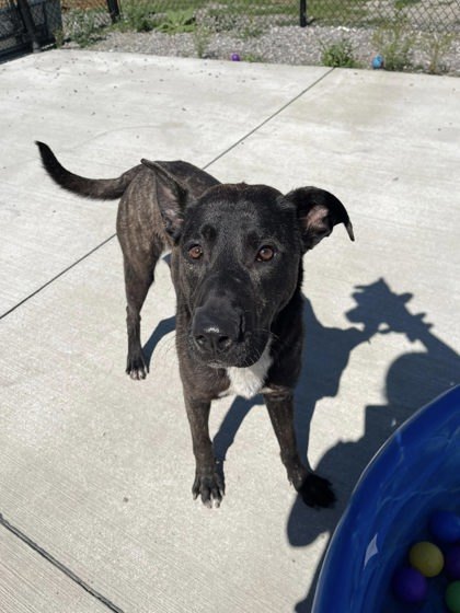 Rubble, an adoptable Dutch Shepherd, Mixed Breed in Harbor Springs, MI, 49740 | Photo Image 3