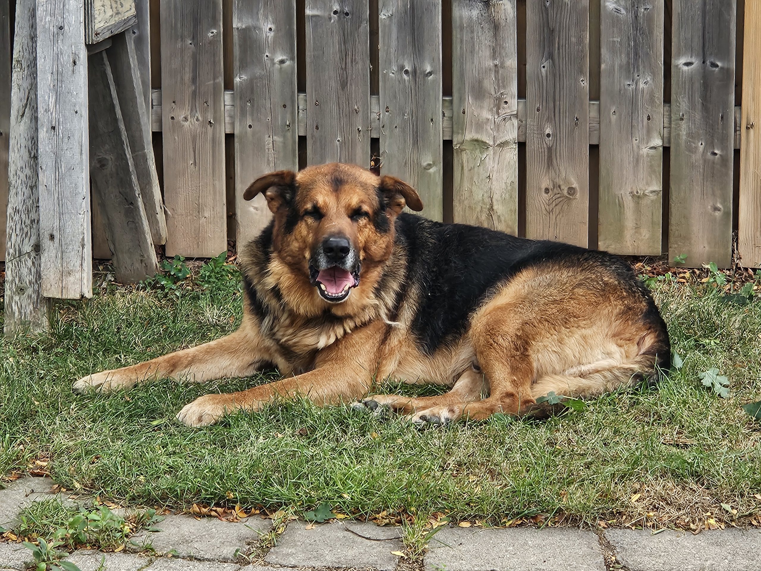 Rex, an adoptable German Shepherd Dog in Sunderland, ON, L0C 1H0 | Photo Image 1