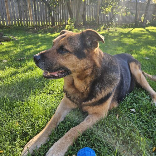 Rex, an adoptable German Shepherd Dog in Sunderland, ON, L0C 1H0 | Photo Image 2
