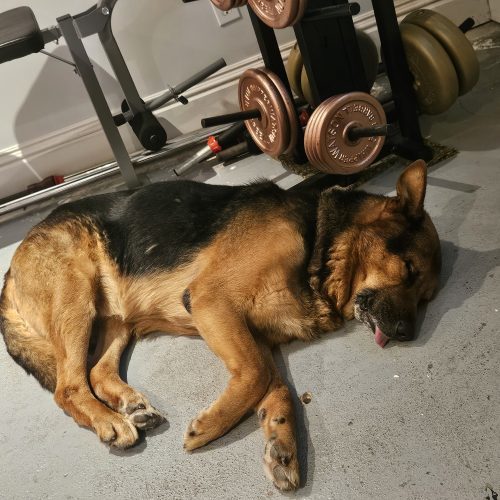 Rex, an adoptable German Shepherd Dog in Sunderland, ON, L0C 1H0 | Photo Image 3