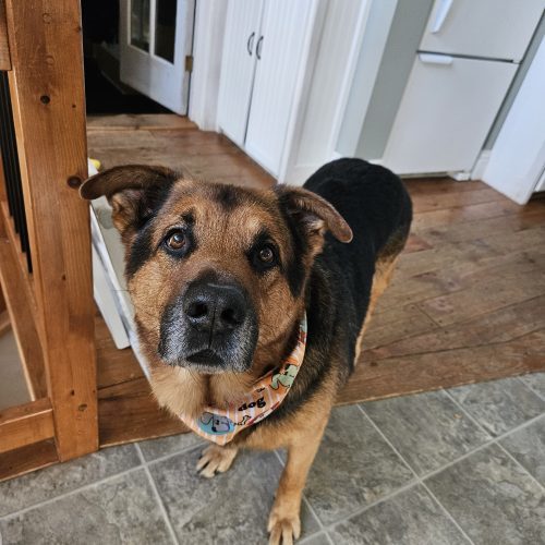 Rex, an adoptable German Shepherd Dog in Sunderland, ON, L0C 1H0 | Photo Image 4