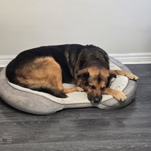 Rex, an adoptable German Shepherd Dog in Sunderland, ON, L0C 1H0 | Photo Image 5