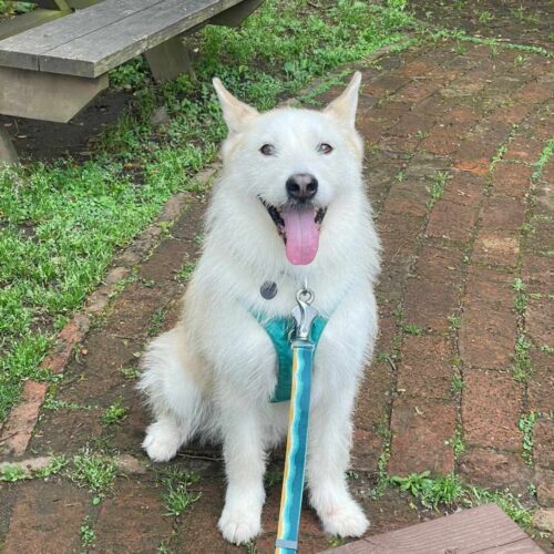 Happy-Boy, an adoptable Airedale Terrier, Mixed Breed in Sunderland, ON, L0C 1H0 | Photo Image 2