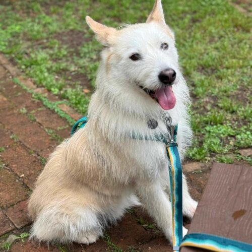 Happy-Boy, an adoptable Airedale Terrier, Mixed Breed in Sunderland, ON, L0C 1H0 | Photo Image 3