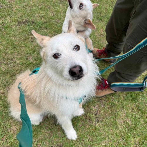 Happy-Boy, an adoptable Airedale Terrier, Mixed Breed in Sunderland, ON, L0C 1H0 | Photo Image 4