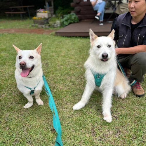 Happy-Boy, an adoptable Airedale Terrier, Mixed Breed in Sunderland, ON, L0C 1H0 | Photo Image 5