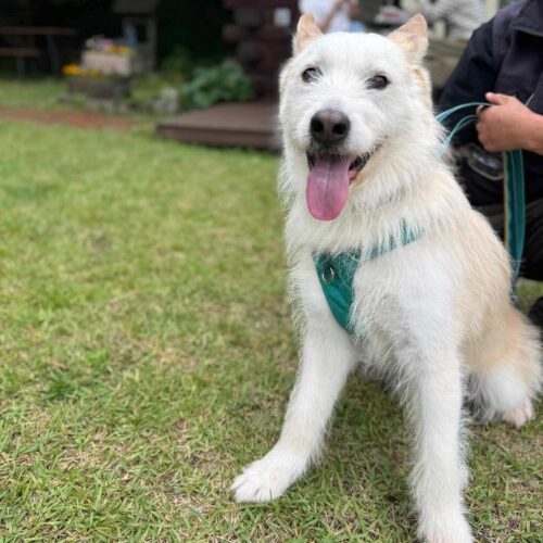 Happy-Boy, an adoptable Airedale Terrier, Mixed Breed in Sunderland, ON, L0C 1H0 | Photo Image 6