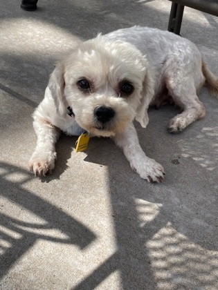 Honey Bea thumbnail 2