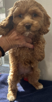 #170 Leche, an adoptable Cockapoo in Twin lakes, WI, 53181 | Photo Image 1