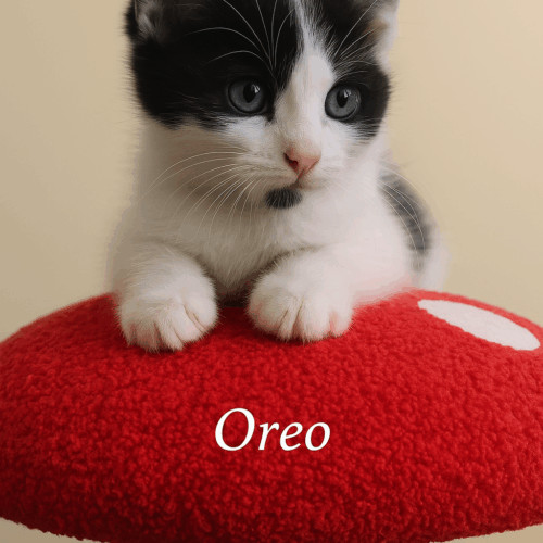 Oreo 2