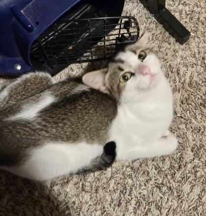 Honey Bunches thumbnail 2