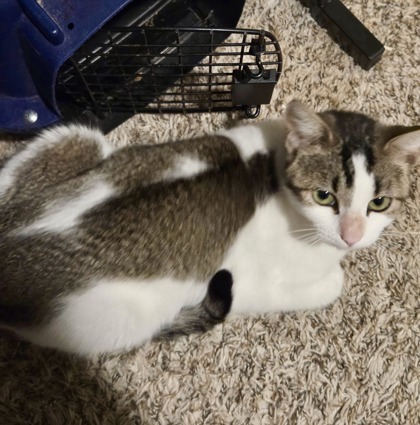 Honey Bunches thumbnail 3