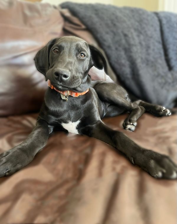 Princess Leya thumbnail 2