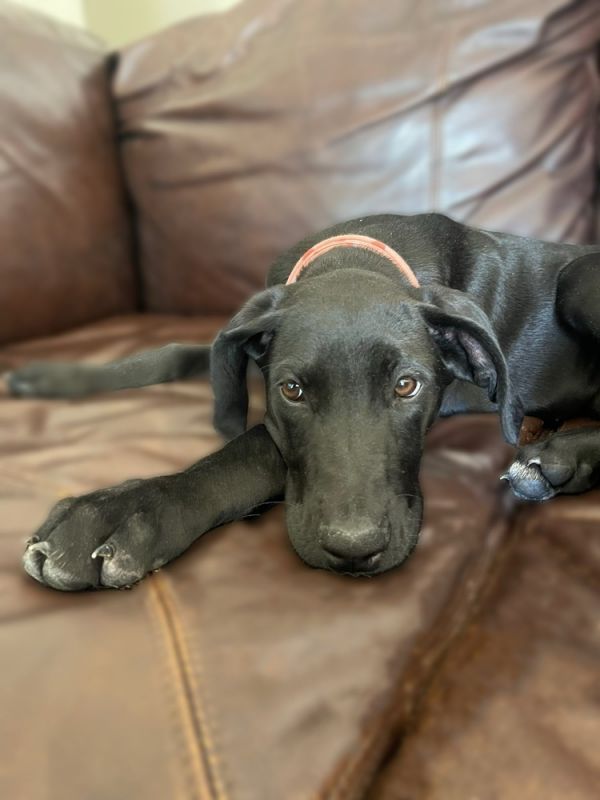 Princess Leya thumbnail 3