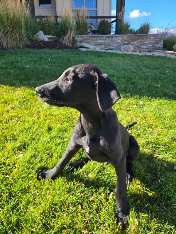 Leonidas thumbnail 2