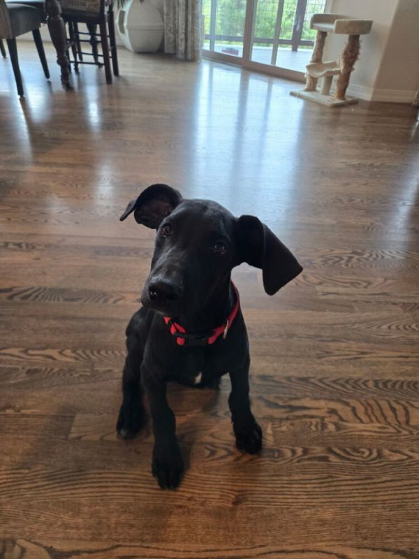 Leonidas thumbnail 3