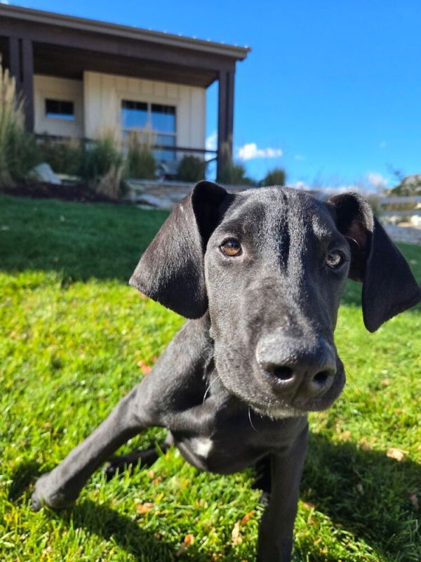 Leonidas thumbnail 4