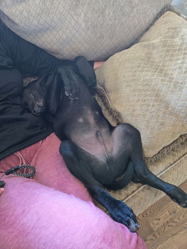 Leonidas thumbnail 5