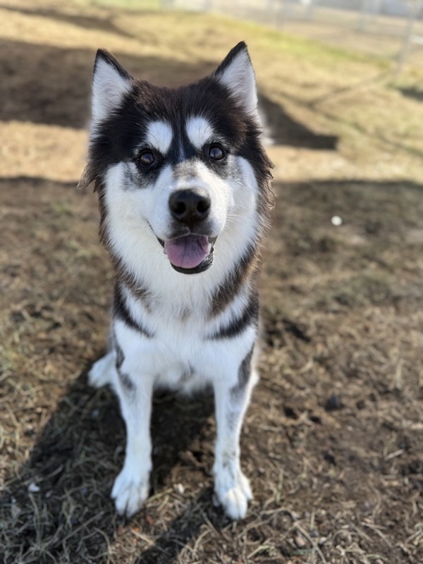 Lola, an adoptable Mixed Breed in Great Falls, MT, 59405 | Photo Image 1