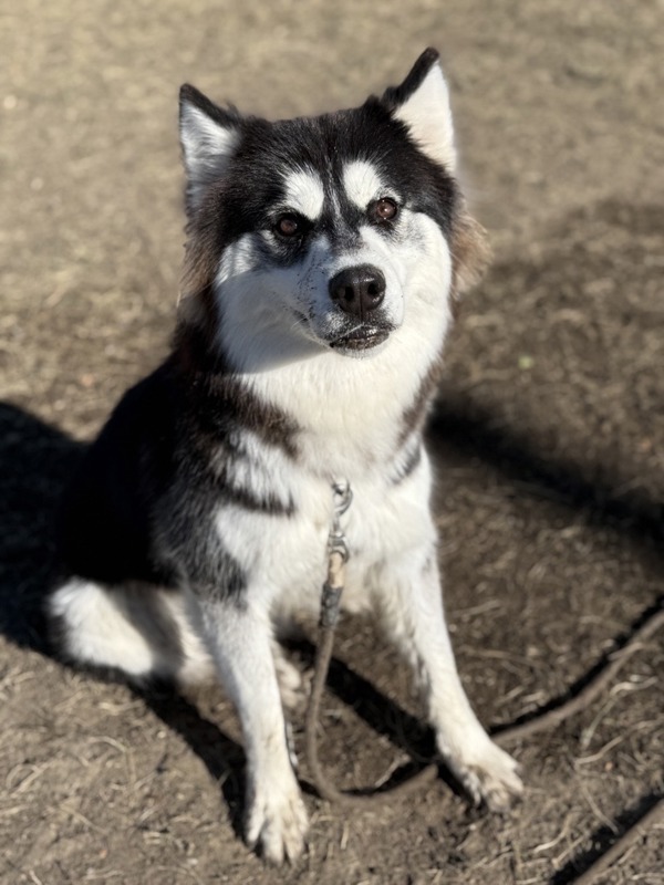Lola, an adoptable Mixed Breed in Great Falls, MT, 59405 | Photo Image 2