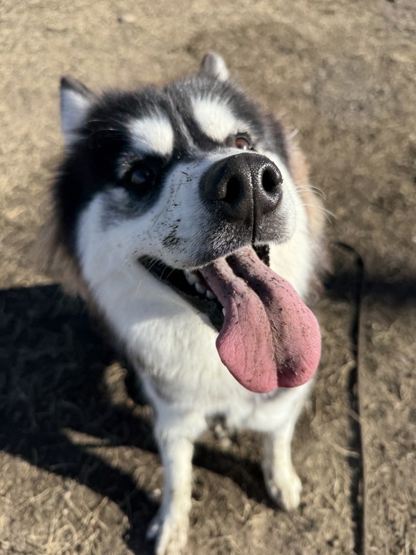 Lola, an adoptable Mixed Breed in Great Falls, MT, 59405 | Photo Image 3