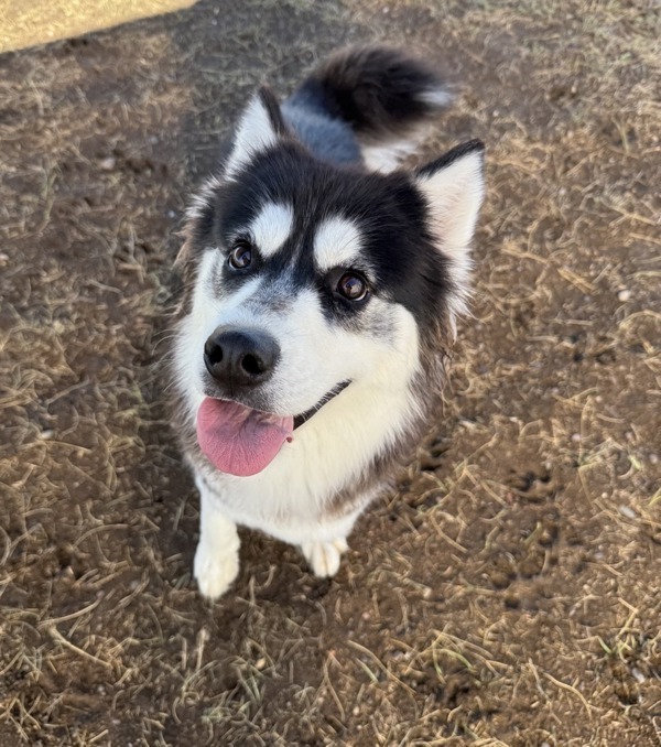 Lola, an adoptable Mixed Breed in Great Falls, MT, 59405 | Photo Image 4