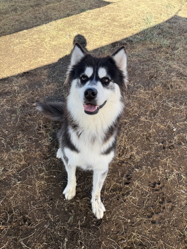 Lola, an adoptable Mixed Breed in Great Falls, MT, 59405 | Photo Image 5