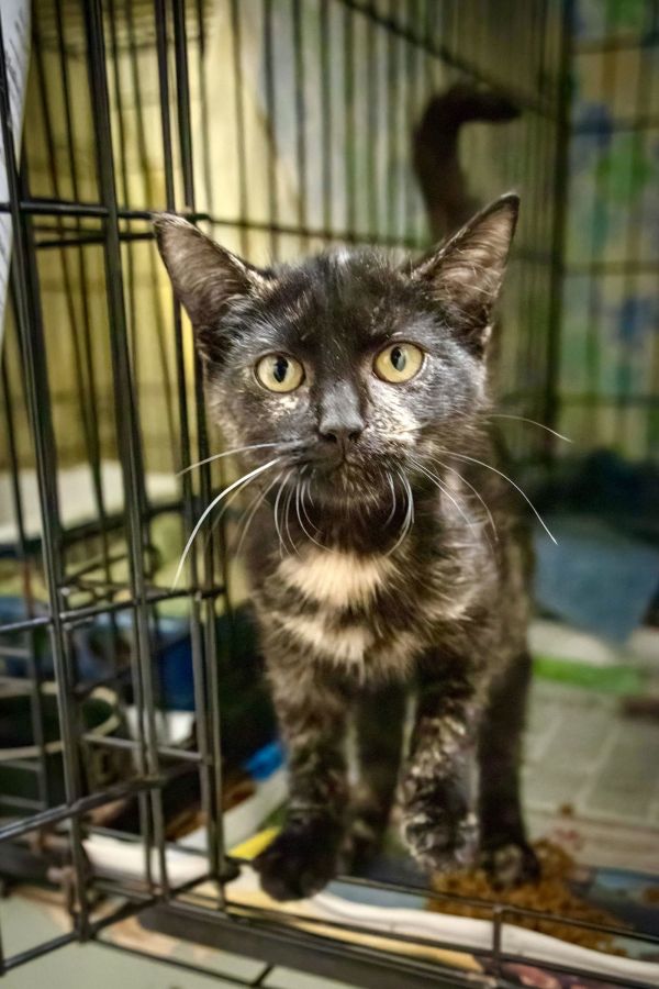 Kamile: Polydactylc thumbnail 5