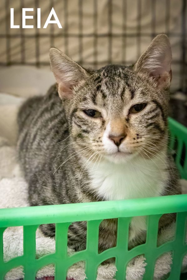 Leia &amp; Luke thumbnail 2