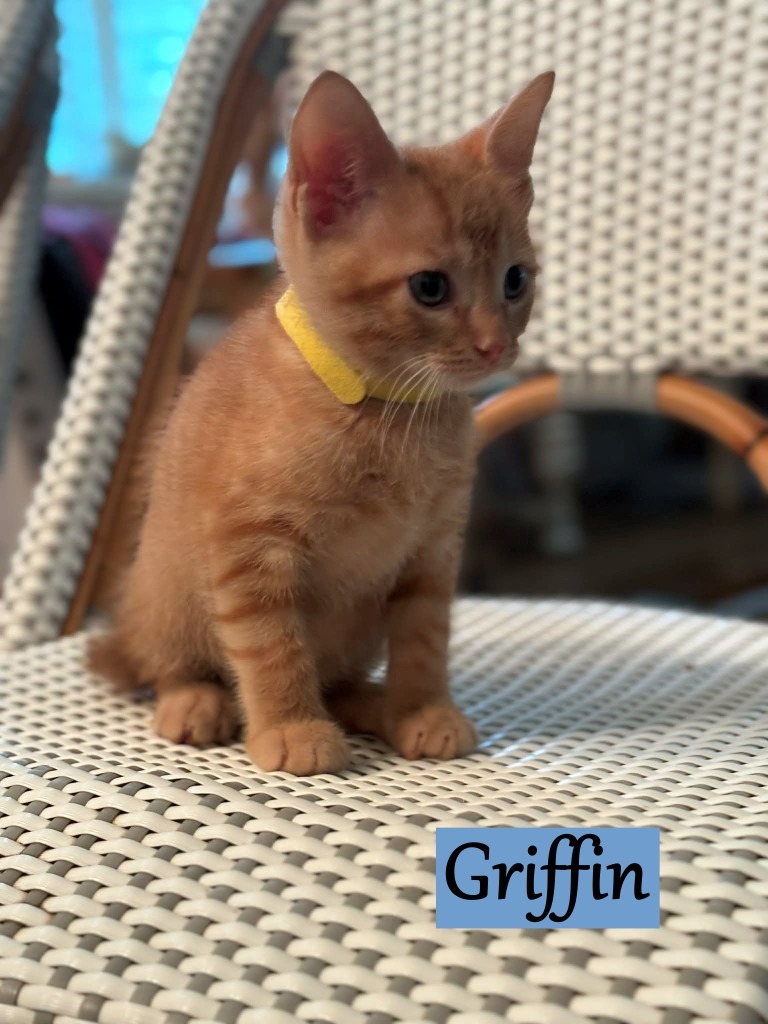 Griffin