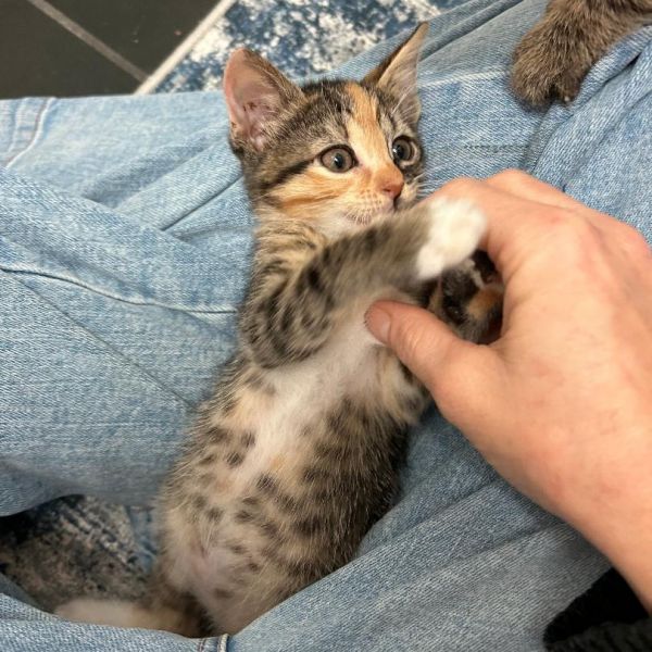 Magnolia thumbnail 3