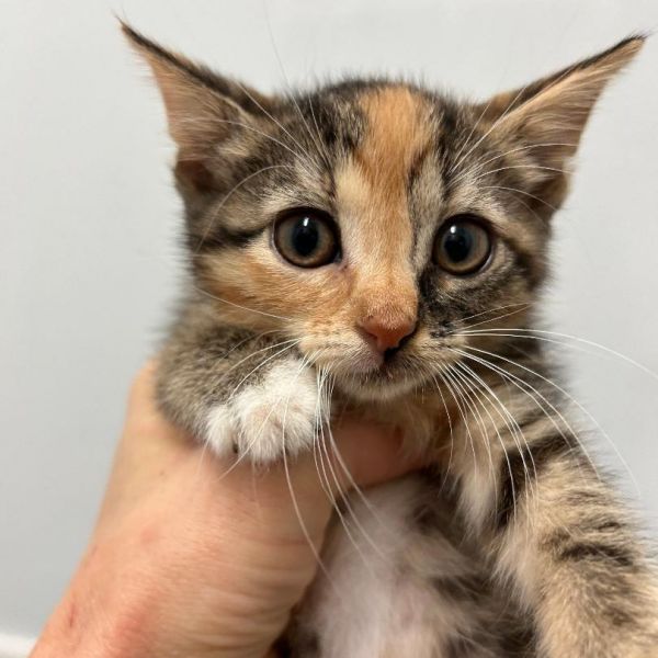 Magnolia thumbnail 4