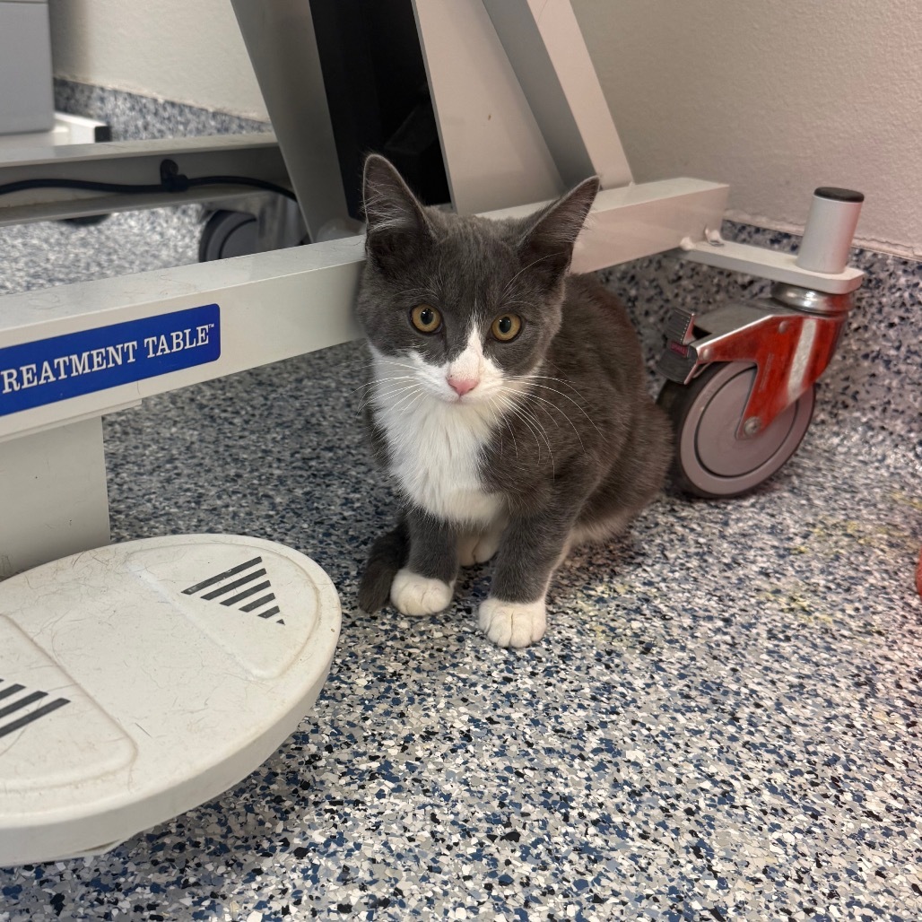 Kristoff, an adoptable Domestic Short Hair in Great Falls, MT, 59404 | Photo Image 1