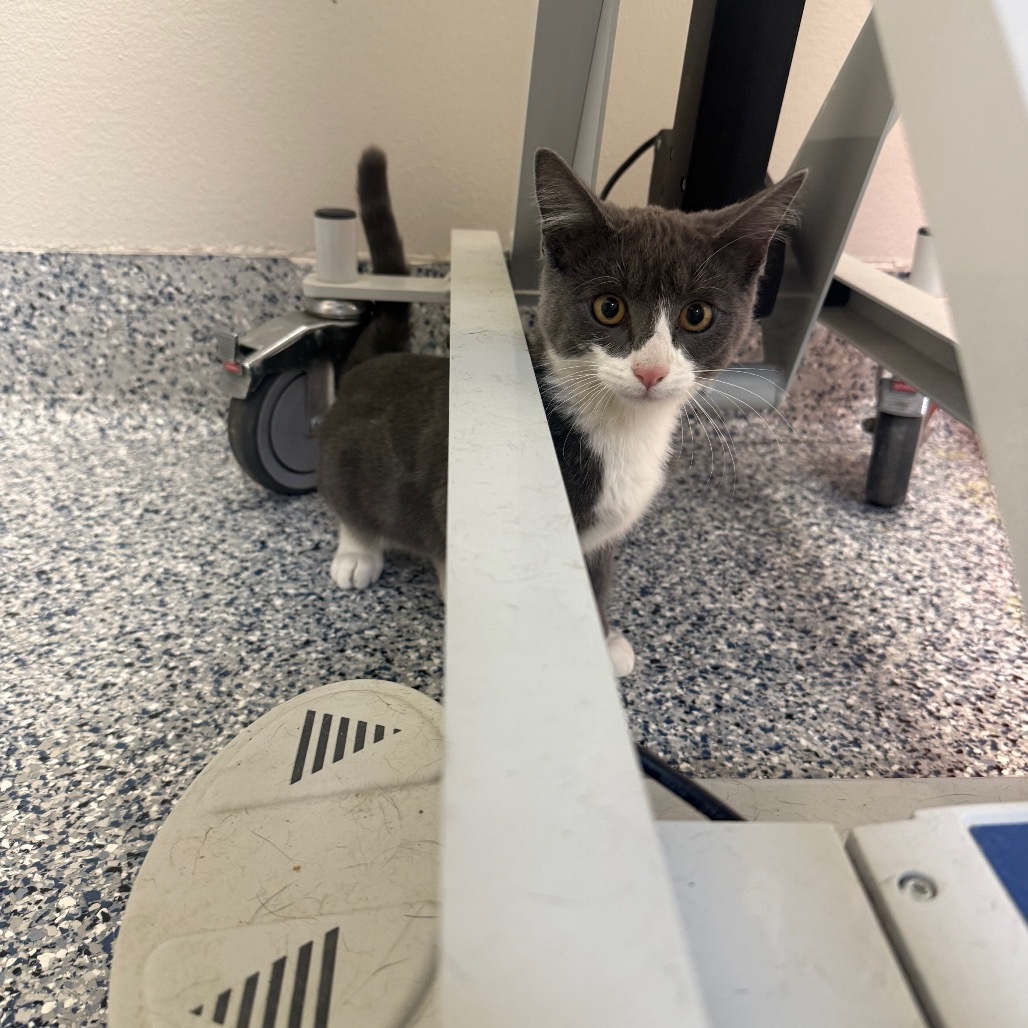 Kristoff, an adoptable Domestic Short Hair in Great Falls, MT, 59404 | Photo Image 2