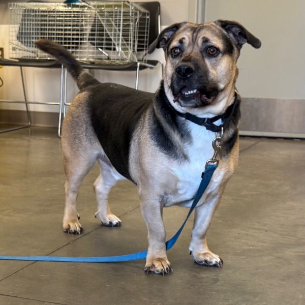 Delorean thumbnail 3