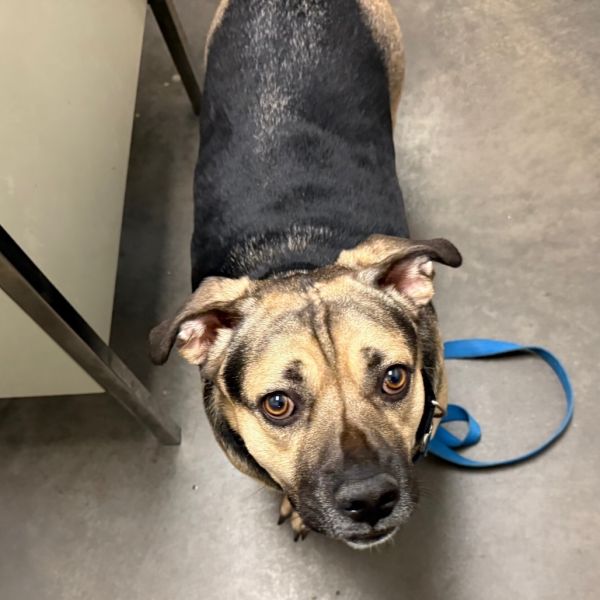 Delorean thumbnail 4