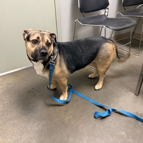 Delorean thumbnail 5