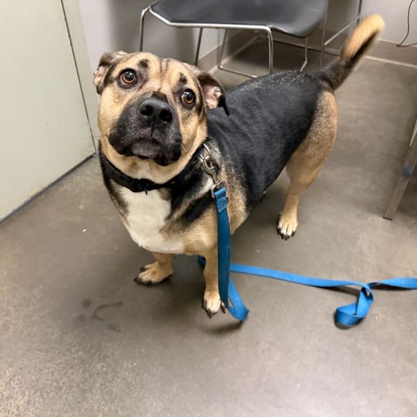 Delorean thumbnail 6