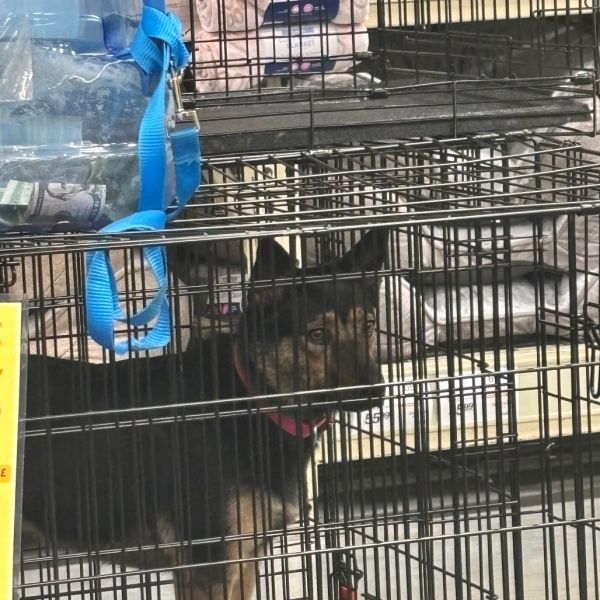 Yasmina Os Ca Pdrjazzy photo 1