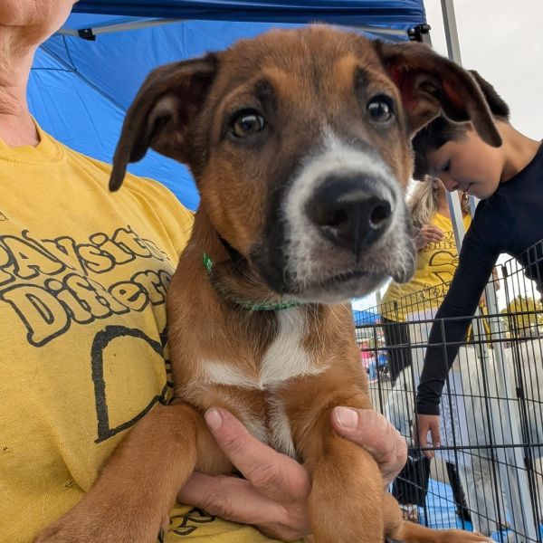 Bramble Annie Bic photo 1